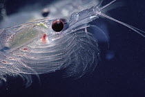 Antarctic Krill (Euphausia superba) a small shrimp-like crustacean is the most important zooplankton in the Antarctic food web, Antarctica