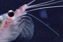 Antarctic Krill (Euphausia superba) a small shrimp-like crustacean is the most important zooplankton in the Antarctic food web, shown feeding on diatoms which it filters through modified appendages, A...
