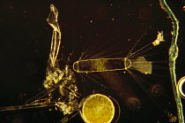 Diatoms tiny phytoplankton which are food for Antarctic Krill (Euphausia superba) a small shrimp-like crustacean is the most important zooplankton in the Antarctic food web, Antarctica
