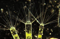 Diatoms tiny phytoplankton which are food for Antarctic Krill (Euphausia superba) a small shrimp-like crustacean is the most important zooplankton in the Antarctic food web, Antarctica