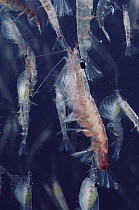 Antarctic Krill (Euphausia superba) group, a small shrimp-like crustacean is the most important zooplankton in the Antarctic food web, Antarctica