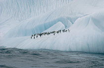 Chinstrap Penguin (Pygoscelis antarctica) group on iceberg, Palmer Peninsula, Antarctica