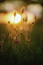 Pasque Flower (Pulsatilla sp) group growing on prairie at sunset in June, Minnesota