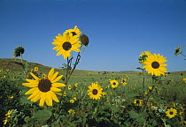 Sunflower (Helianthus petiolaris) closely related to Common Sunflower, South Dakota