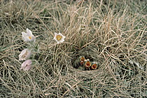 Horned Lark (Eremophila alpestris) chicks in nest on prairie with Pasque Flower (Pulsatilla sp) group, Minnesota