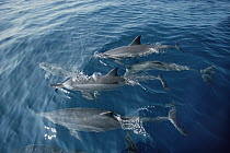 Spinner Dolphin (Stenella longirostris) pod surfacing