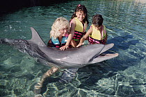 Bottlenose Dolphin (Tursiops truncatus) interacting with children, Dolphin Quest Learning Center, Hawaii