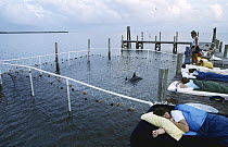 Bottlenose Dolphin (Tursiops truncatus) during Tampa Bay capture with EarthWatch assistants sleeping next to enclosure, Florida