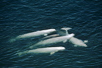 Beluga (Delphinapterus leucas) whale, group, Lancaster Sound, Nunavut, Canada