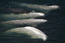 Beluga (Delphinapterus leucas) whale, group surfacing, Lancaster Sound, Nunavut, Canada