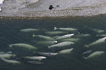 Beluga (Delphinapterus leucas) whale pod swimming along shore where researcher records and photographs, Baffin Island, Canada