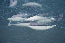Beluga (Delphinapterus leucas) cows with calves, Borden Peninsula, Canada