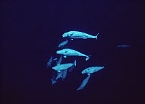 Beluga (Delphinapterus leucas) pod underwater, Lancaster Sound, Nunavut, Canada