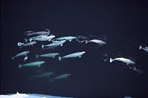 Beluga (Delphinapterus leucas) whale pod with calves, Lancaster Sound, Nunavut, Canada