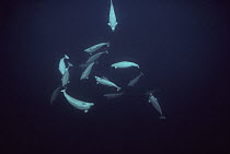Beluga (Delphinapterus leucas) whale pod underwater, Lancaster Sound, Nunavut, Canada