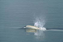 Beluga (Delphinapterus leucas) whale, spouting, Lancaster Sound, Nunavut, Canada