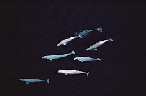Beluga (Delphinapterus leucas) group, aerial view, Northwest Territories, Canada
