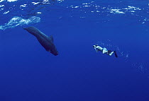 Short-finned Pilot Whale (Globicephala macrorhynchus) swimming near free-diving photographer, Hawaii
