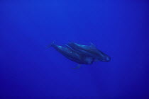 Short-finned Pilot Whale (Globicephala macrorhynchus) pair swimming near ocean's surface, Hawaii