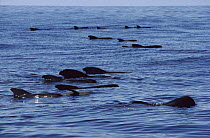 Short-finned Pilot Whale (Globicephala macrorhynchus) pod at surface, Hawaii