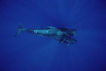 Short-finned Pilot Whale (Globicephala macrorhynchus) mother and calf, Hawaii