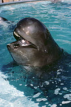 Long-finned Pilot Whale (Globicephala melas) adult portrait