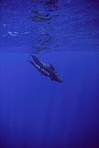Short-finned Pilot Whale (Globicephala macrorhynchus) pair swimming together, Hawaii
