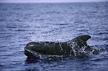 Short-finned Pilot Whale (Globicephala macrorhynchus) surfacing