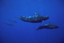 Short-finned Pilot Whale (Globicephala macrorhynchus) group, Hawaii