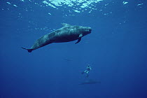 Short-finned Pilot Whale (Globicephala macrorhynchus) with diver in background, Hawaii