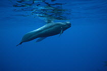 Short-finned Pilot Whale (Globicephala macrorhynchus) underwater portrait, Hawaii