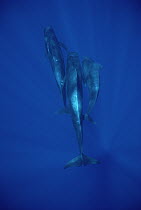 Short-finned Pilot Whale (Globicephala macrorhynchus) three underwater, Hawaii