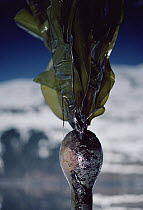 Close-up of oil-covered kelp, Exxon Valdez oil spill, Alaska