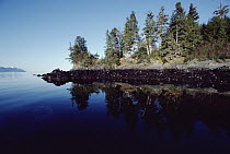 High tide mark shows oil on rocky shore spilled by Exxon Valdez oil spill, Prince William Sound, Alaska