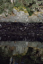 Exxon Valdez oil spill, Prince William Sound, Alaska