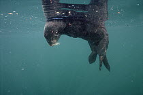 Sea Otter (Enhydra lutris) killed by Exxon Valdez oil spill, Prince William Sound, Alaska