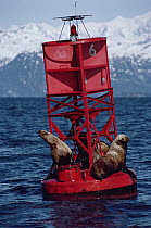 Steller's Sea Lion (Eumetopias jubatus) trio on buoy with oil stains on their fur, Exxon Valdez Oil Spill, Prince William Sound, Alaska