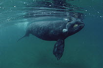 Southern Right Whale (Eubalaena australis) juvenile, underwater, Peninsula Valdez, Argentina