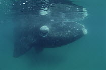 Southern Right Whale (Eubalaena australis) juvenile, underwater, Peninsula Valdez, Argentina