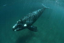 Southern Right Whale (Eubalaena australis) underwater portrait, Argentina