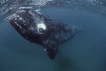Southern Right Whale (Eubalaena australis), Peninsula Valdez, Argentina