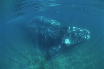 Southern Right Whale (Eubalaena australis) mother and calf, underwater, Peninsula Valdez, Argentina