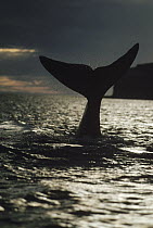 Southern Right Whale (Eubalaena australis) tail at sunset, Peninsula Valdez, Argentina