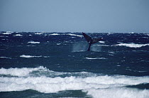 Southern Right Whale (Eubalaena australis) tail, in rough seas, Peninsula Valdez, Argentina