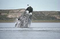 Southern Right Whale (Eubalaena australis) breaching, Peninsula Valdez, Argentina