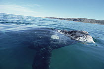 Southern Right Whale (Eubalaena australis) at water surface, Peninsula Valdez, Argentina