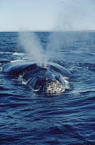 Southern Right Whale (Eubalaena australis) spouting, Peninsula Valdez, Argentina