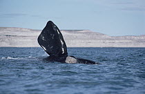 Southern Right Whale (Eubalaena australis) flipper, Peninsula Valdez, Argentina