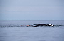 Southern Right Whale (Eubalaena australis) pair mating at surface, Peninsula Valdez, Argentina