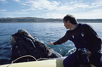 Southern Right Whale (Eubalaena australis) researcher Jim Darling pets friendly individual, Peninsula Valdez, Argentina